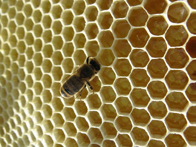 monoflorale honing