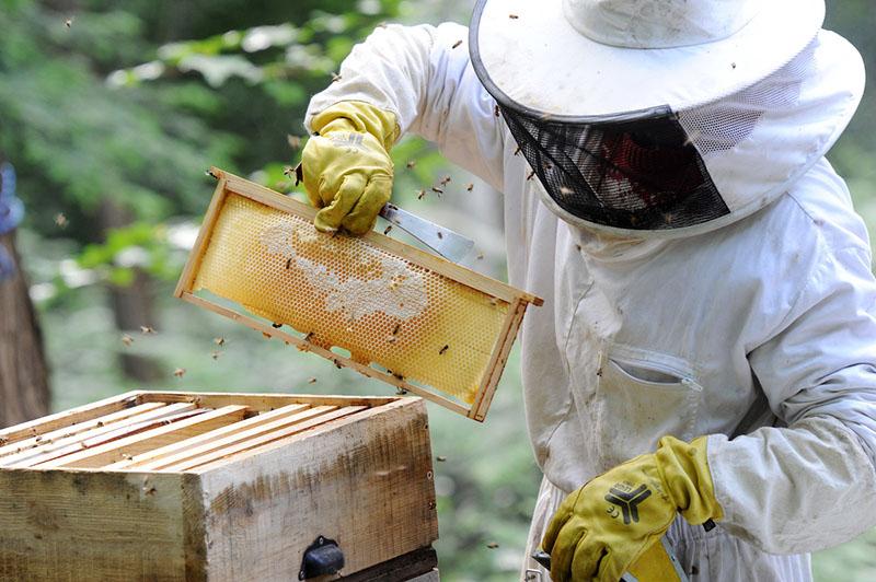 hoe krijg je witte honing in een bijenstal