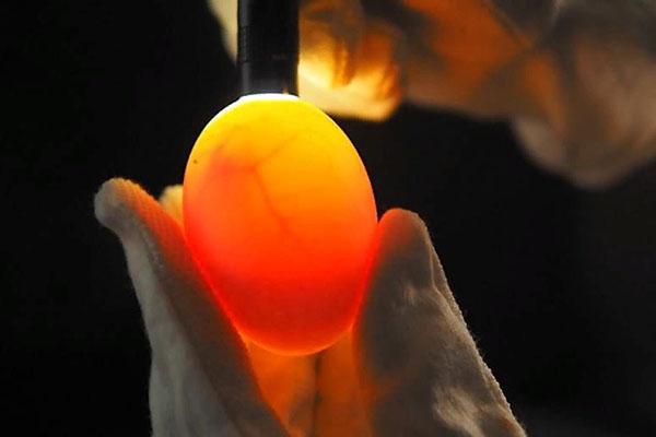 een ei controleren op een ovoscoop