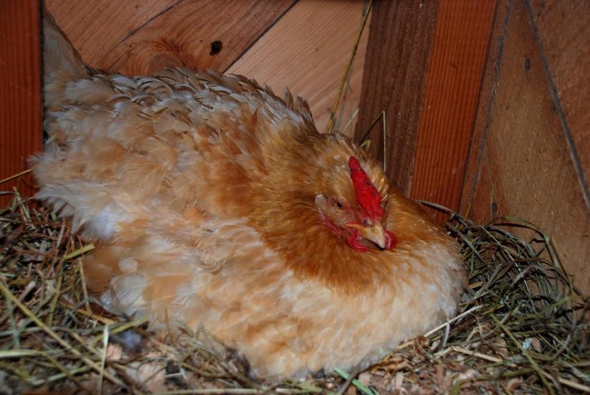 kako staviti piletinu na jaja