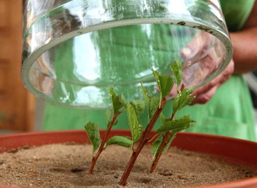 Voortplanting van spirea door stekken