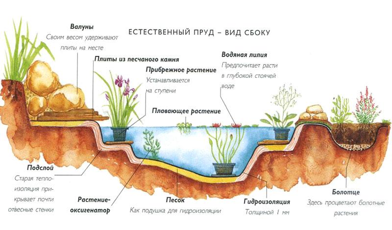 kako posaditi vodeno bilje u ribnjak