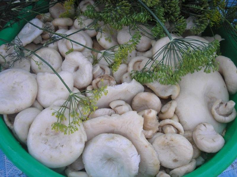droog zouten van champignons