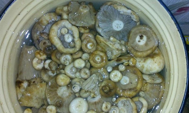 champignons weken in gezouten water
