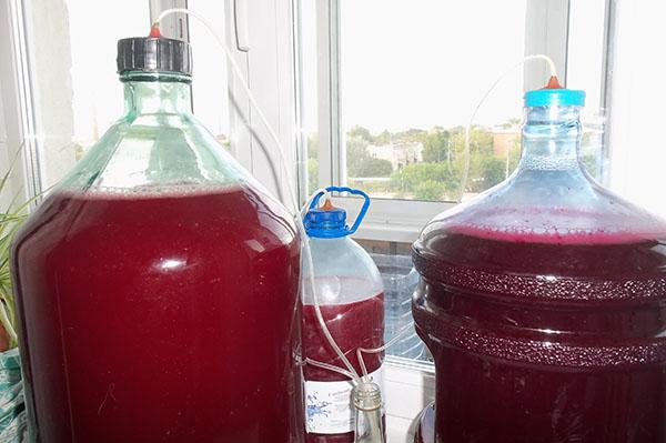 proces fermentacije vina od maline