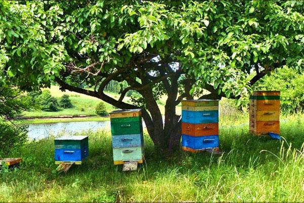 De fase van het kiezen van een plaats voor een bijenstal is belangrijk voor de succesvolle ontwikkeling van een bedrijf.