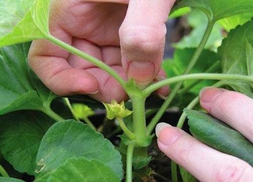 Voortplanting van pelargonium door stekken