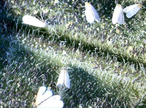 Witte vlieg op bladeren van planten