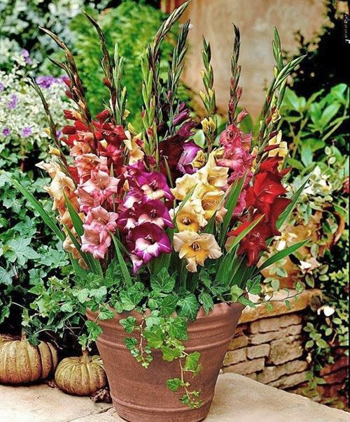 cvjetajući gladioli u goški