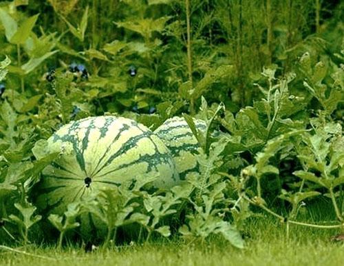 Watermeloenen in de tuinperken