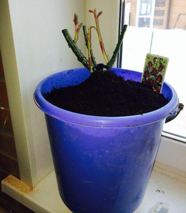 een roos uit een doos in een pot planten