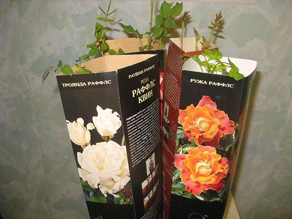 rozen uit de doos moeten dringend geplant worden
