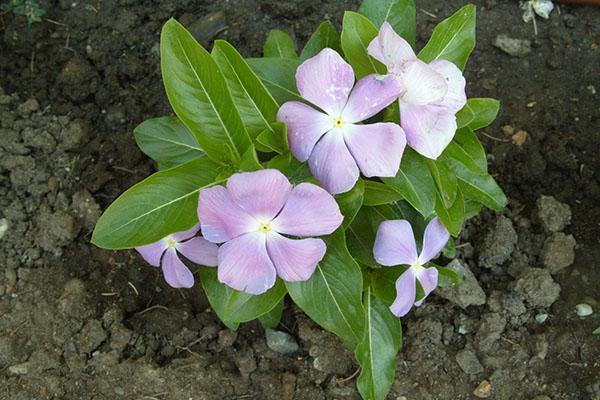 catharanthus thuis