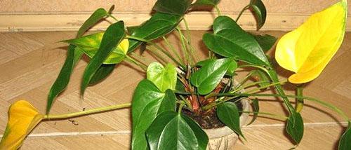 Listovi anturija žute zbog nepravilnog zalijevanja i bolesti korijena biljke