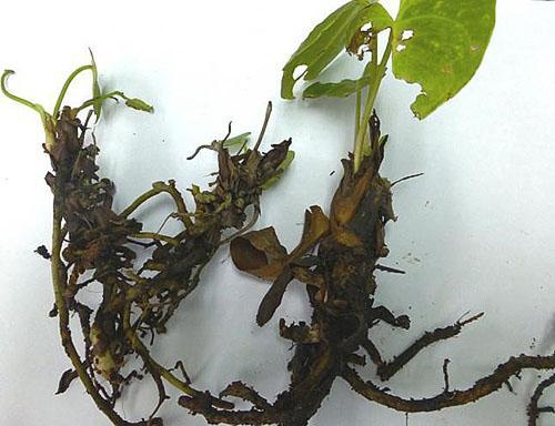 Anthurium wordt aangetast door sporen en microben