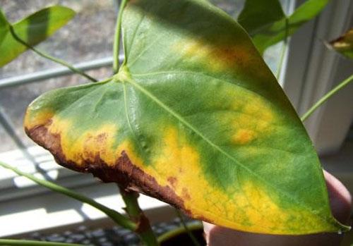 Zieke bladeren worden afgeveegd met een fungicide-oplossing