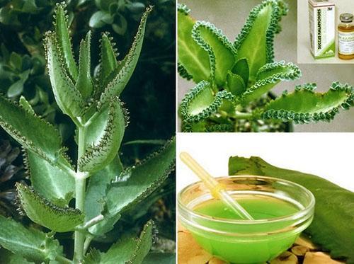 Tinktura kalanhoe koristi se zajedno s drugim ljekovitim biljkama