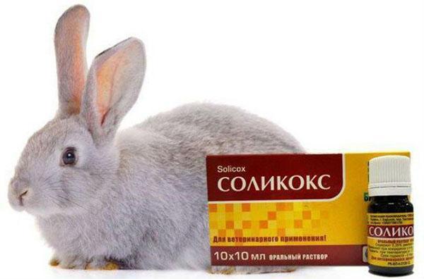 solicox voor konijnen