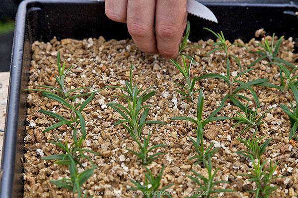 hoe vermiculiet op planten aan te brengen?