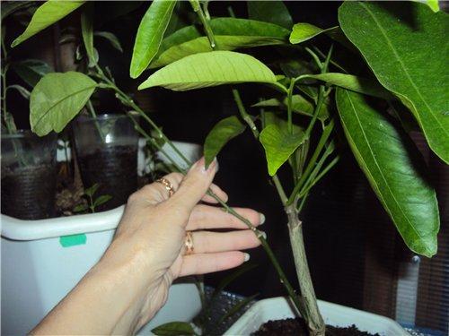 hoe mandarijn thuis te planten