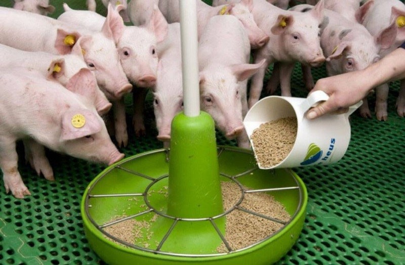 sojina sačma u prehrani životinja
