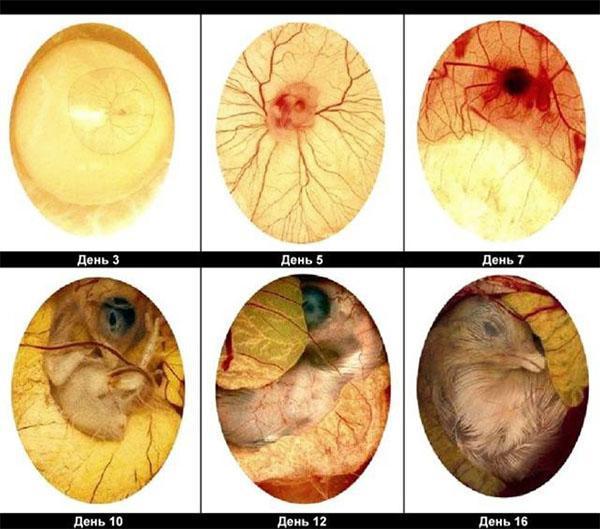razvoj embrija