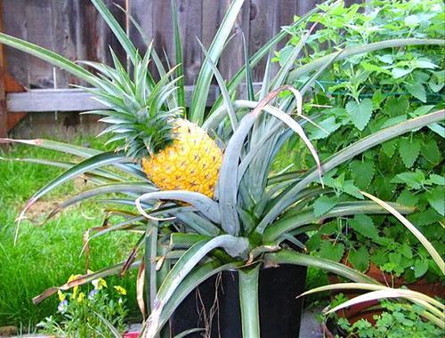 Kod kuće se ananas uzgaja iz čuperaka