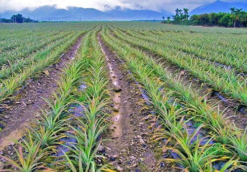 Na plantažama se ananas uzgaja iz ukorijenjenih peteljki
