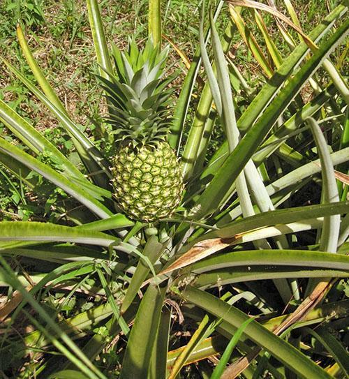 Na plantaži sazrijeva ananas