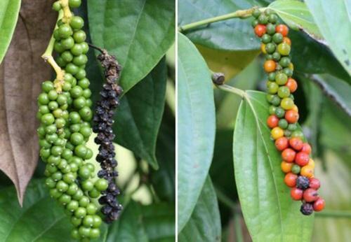 hoe groeit zwarte peper?
