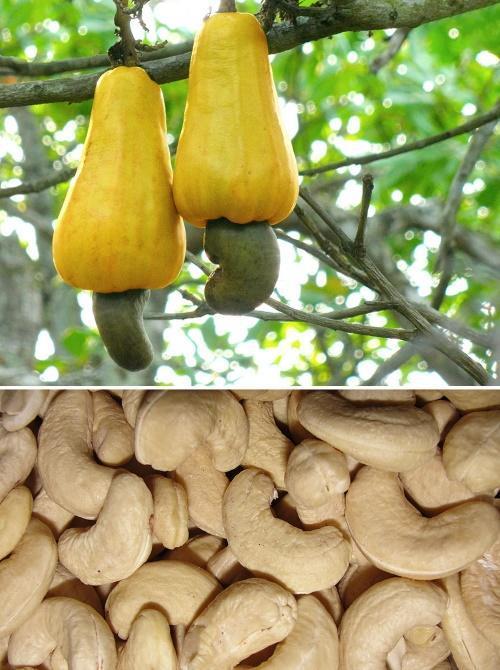 hoe cashewnoten groeien