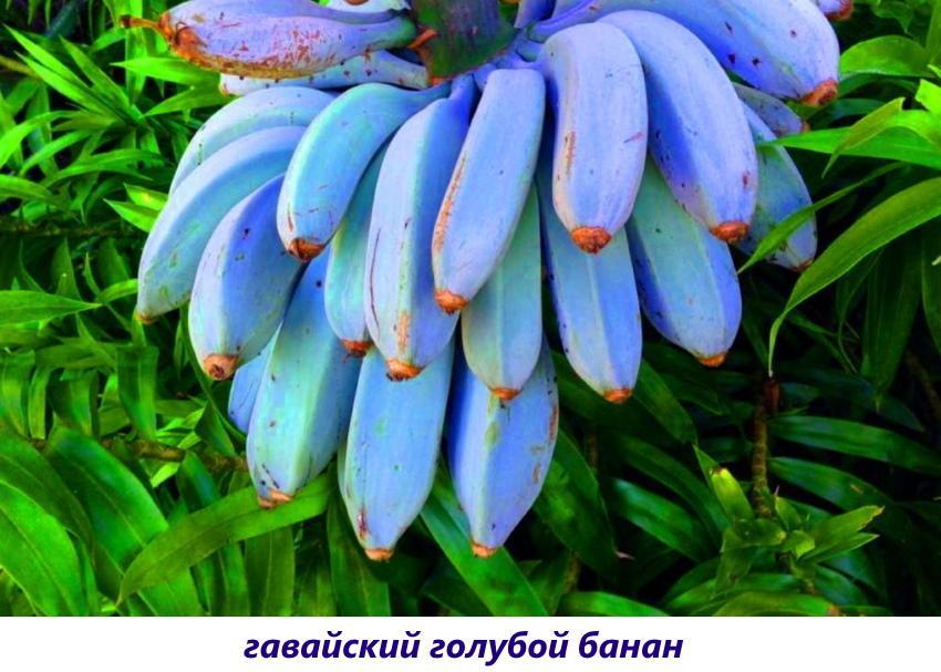 blauwe bananen
