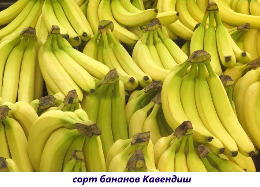 bananen cavendish