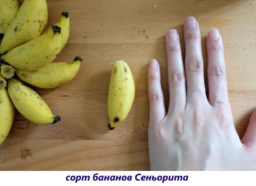 bananen senorita