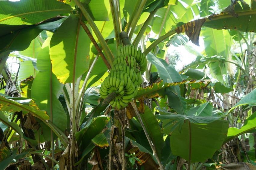 hoe bananen groeien