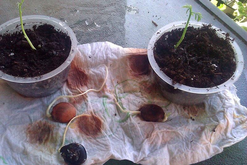 kako se glicinija razmnožava sjemenom