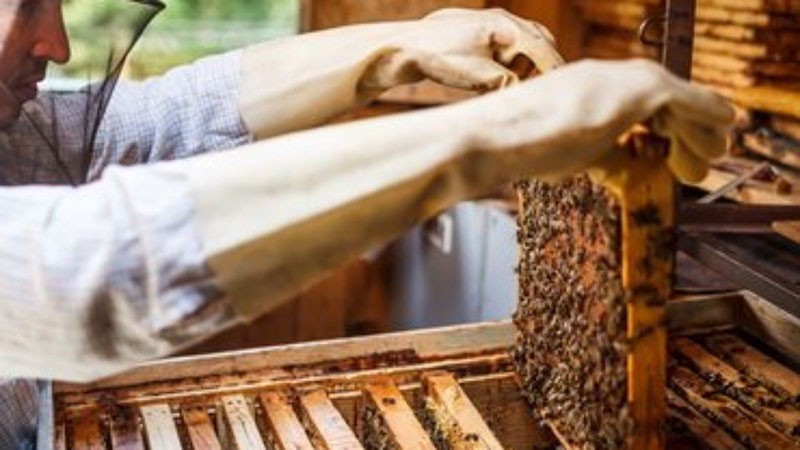 waarom heb je bijenreproductie nodig door gelaagdheid?