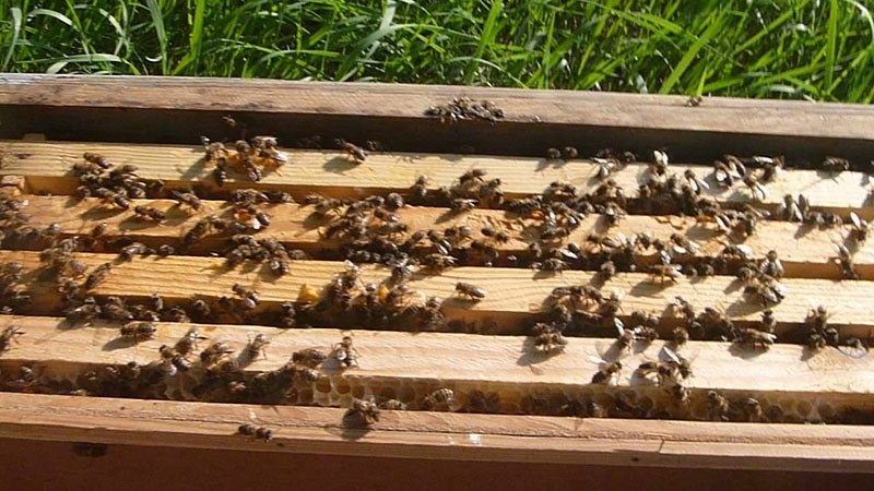 zwerm bijen volgens de taranov-methode
