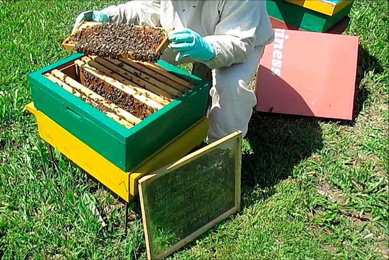 zwermen bijen volgens de Simmins methode