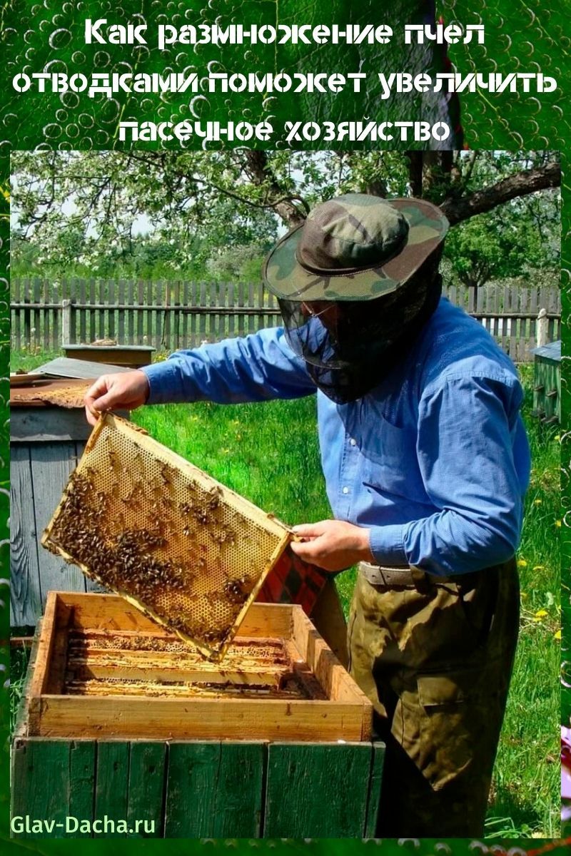 reproductie van bijen door gelaagdheid