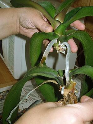 Een van de manieren om een ​​orchidee te vermeerderen is door een apicale stek af te snijden met luchtwortels.