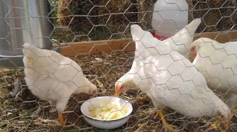 zašto je krumpir koristan za kokoši