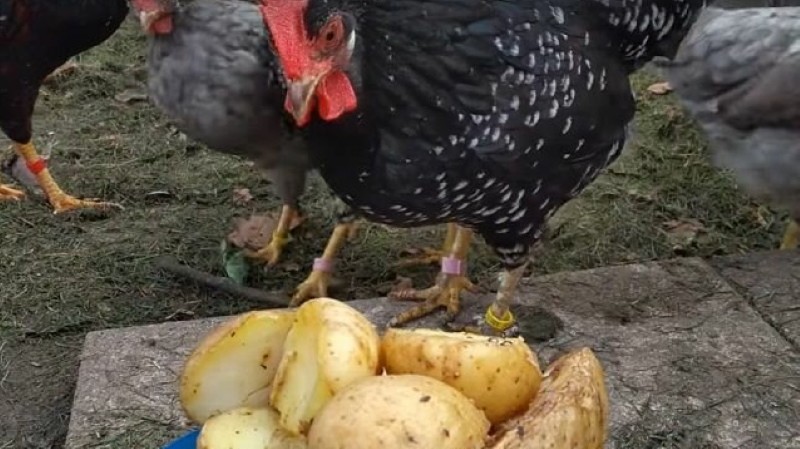 is het mogelijk om rauwe aardappelen aan kippen te geven?