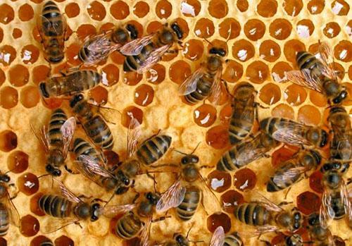 De meest bruikbare honing is honing verzameld door bijen