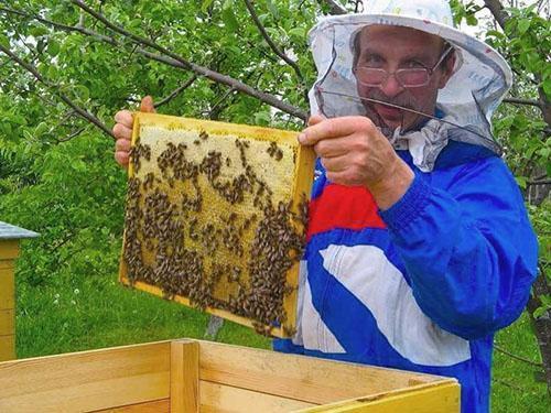 Honing verzamelen in de bijenstal