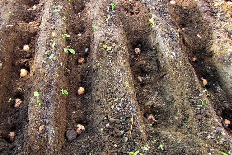 herfst aanplant van walnoten in de grond