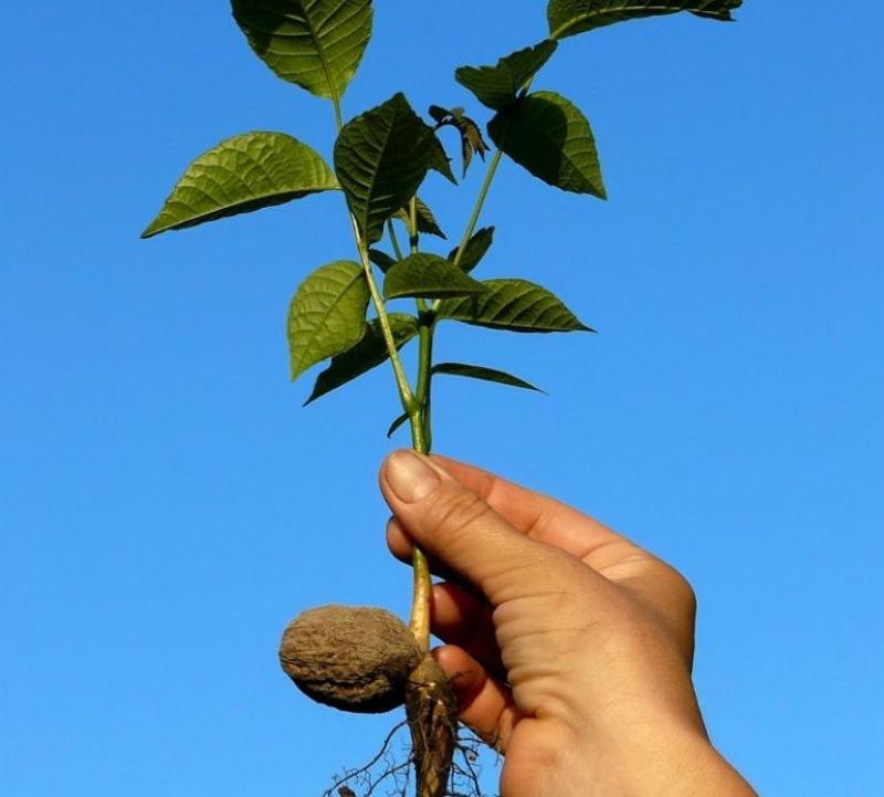 hoe walnoot van walnoot te planten?