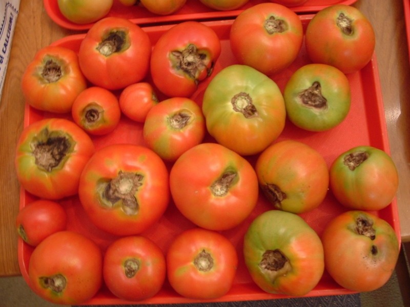 macrosporiose op tomatenvruchten