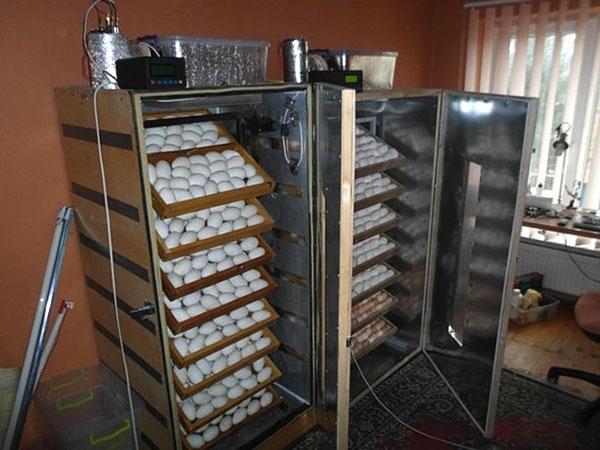 Broedmachines van koelkasten tijdens bedrijf