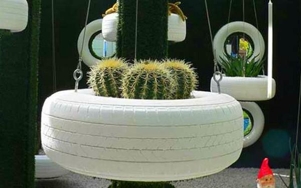 cactussen in een wiel